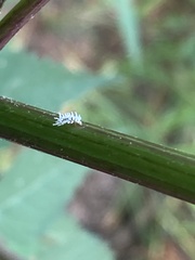 Cryptolaemus