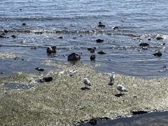 Chroicocephalus novaehollandiae