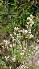Swertia macrosperma