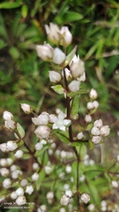 Swertia macrosperma