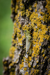 Melanoplus differentialis