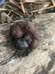 Daldinia childiae