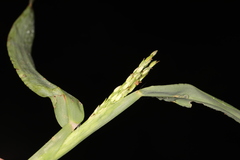 Digitaria ischaemum