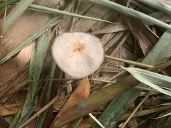 Pluteus longistriatus