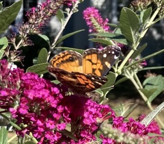 Vanessa virginiensis