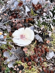 Hygrophorus chrysodon
