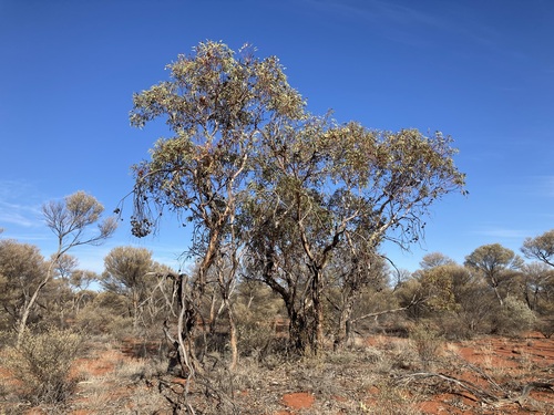Eucalyptus youngiana, photograph 6