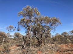 Eucalyptus youngiana