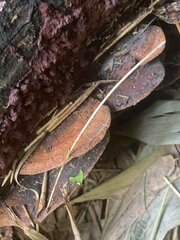 Hapalopilus rutilans