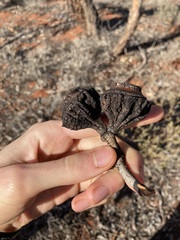 Eucalyptus youngiana