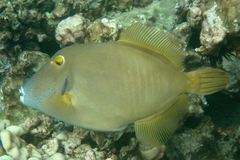 Cantherhines dumerilii