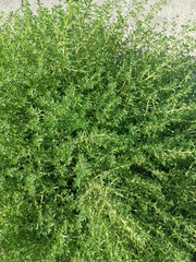 Salsola kali