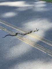 Pantherophis spiloides