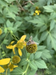 Eristalis stipator