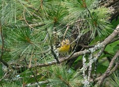Setophaga fusca