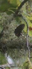 Papilio troilus