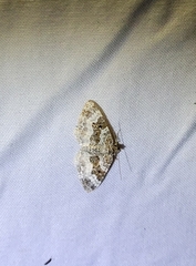 Epirrhoe alternata