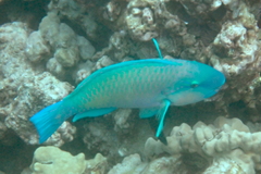 Chlorurus spilurus