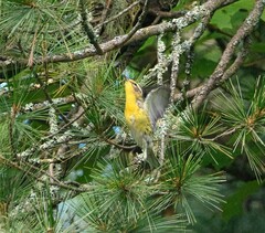 Setophaga fusca