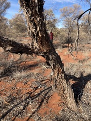 Eucalyptus youngiana