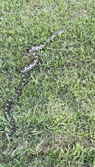 Pantherophis spiloides