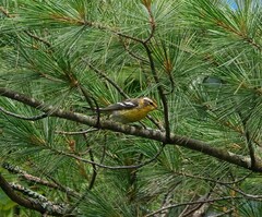 Setophaga fusca