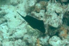 Forcipiger longirostris