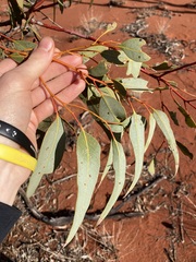 Eucalyptus youngiana