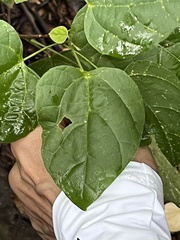 Mallotus repandus