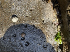 Bembicium nanum