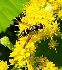 Ancistrocerus adiabatus
