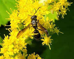 Ancistrocerus adiabatus