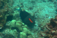 Acanthurus olivaceus
