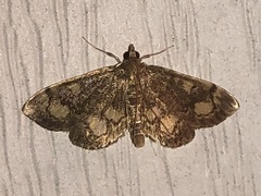 Anania coronata
