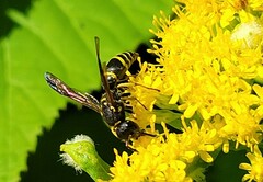 Ancistrocerus adiabatus