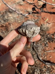Eucalyptus youngiana