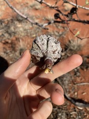 Eucalyptus youngiana