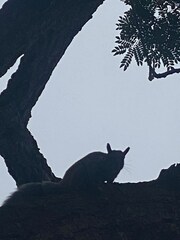 Sciurus stramineus