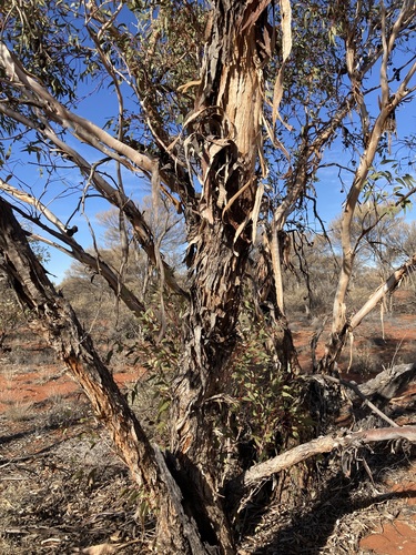 Image of Eucalyptus youngiana by (c) Thomas Mesaglio, some rights reserved (CC BY)