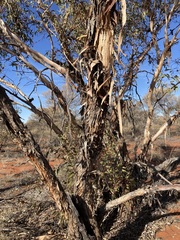 Eucalyptus youngiana