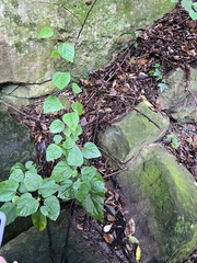 Mallotus repandus