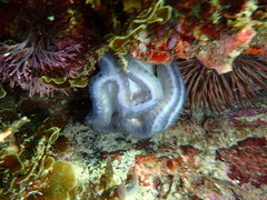 Sycozoa cerebriformis