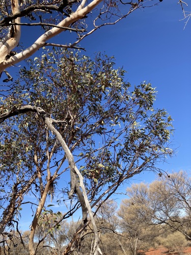 Image of Eucalyptus youngiana by (c) Thomas Mesaglio, some rights reserved (CC BY)