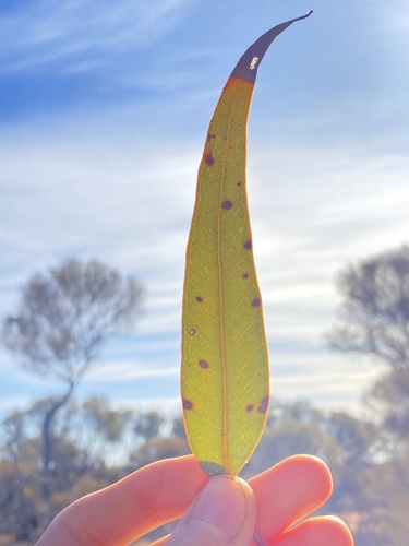 Image of Eucalyptus youngiana by (c) Thomas Mesaglio, some rights reserved (CC BY)
