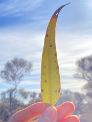Eucalyptus youngiana