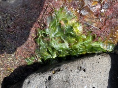 Ulvaceae