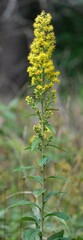 Solidago squarrosa