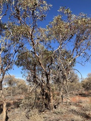 Eucalyptus youngiana