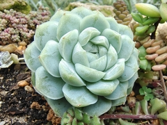 Echeveria elegans