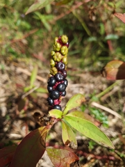 Phytolacca octandra